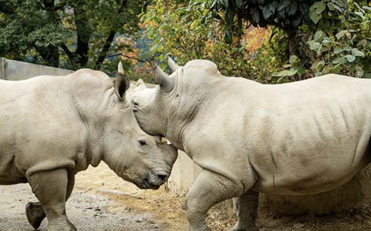 福岡市動植物園　デート