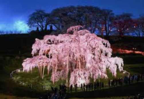 三春滝桜　デート