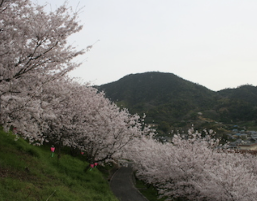 三原の千本桜　デート 