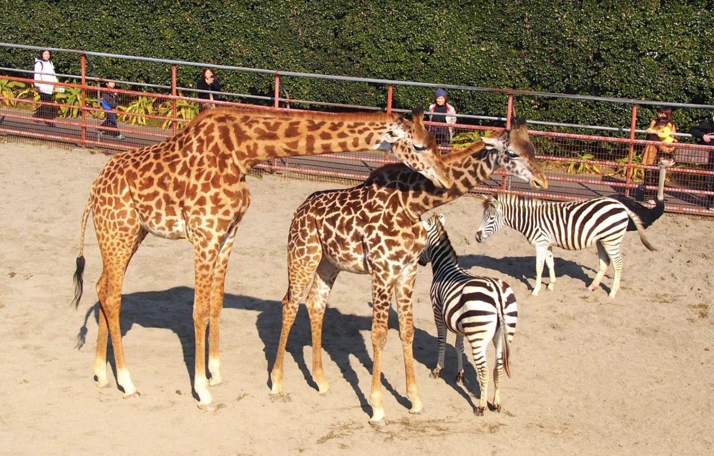 宮崎市フェニックス動物園　観光