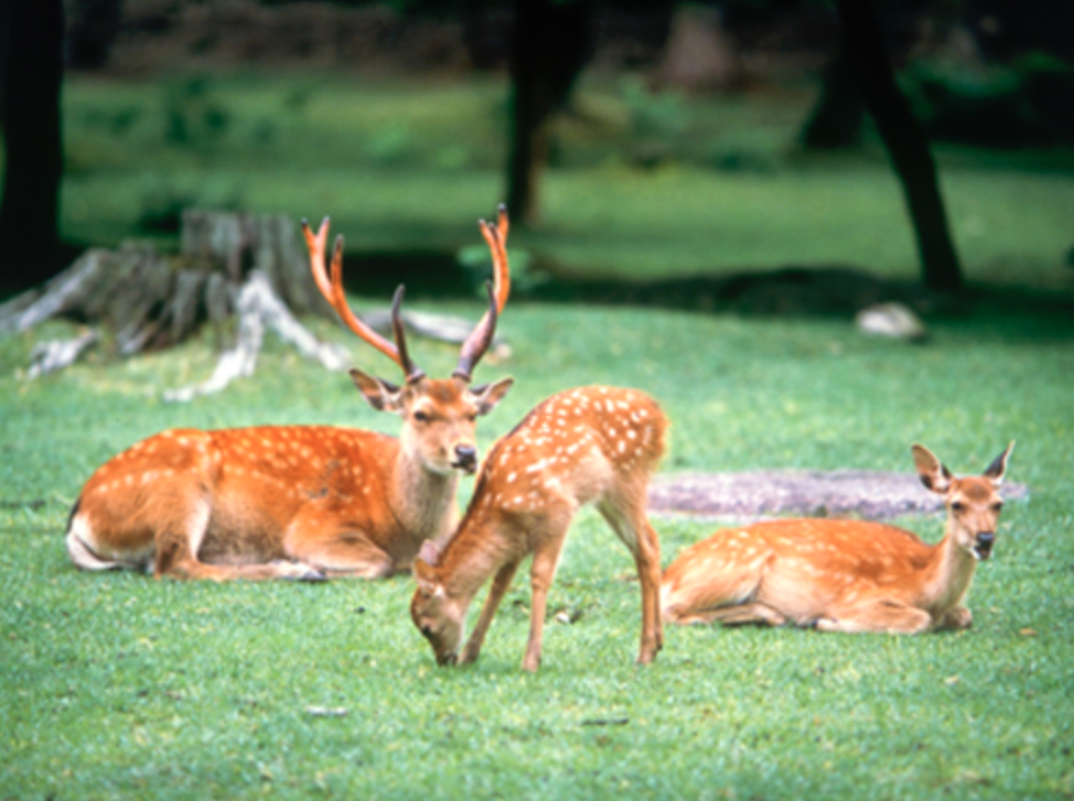 奈良公園　デート