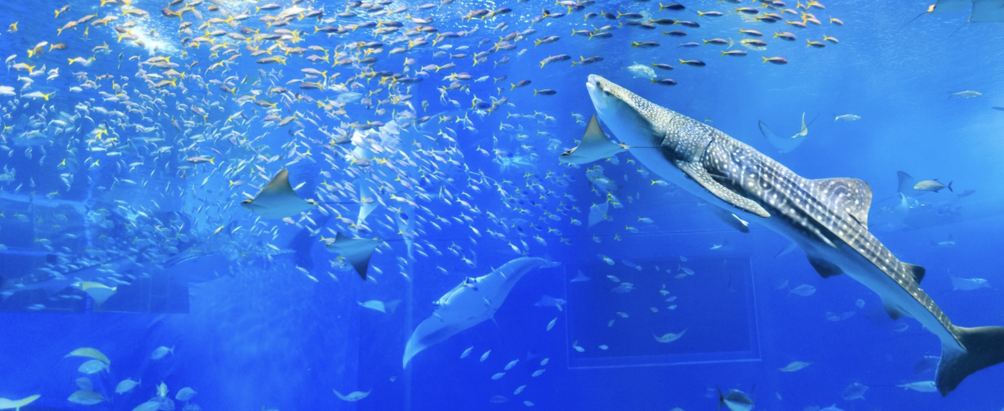 美ら海水族館 デート